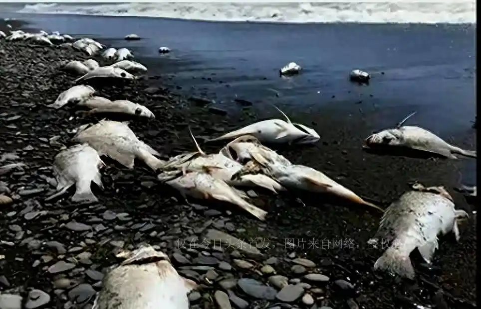 日本排放核污水鳄鱼死亡_文在寅欲起诉日本核污水入海_日本决定将福岛核污水排入大海