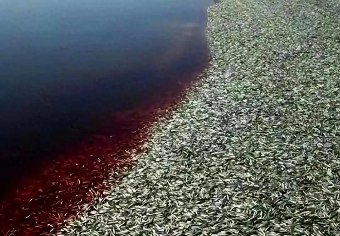 文在寅欲起诉日本核污水入海_日本排放核污水鳄鱼死亡_日本决定将福岛核污水排入大海